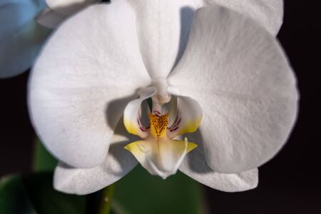 White Phalaenopsis bloomed at home in the spring.の写真素材