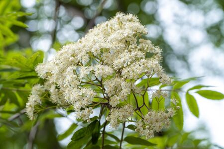 Russia. Saint-Petersburg. Bright white Rowan flowers bloomed with the onset of the warm season in June.の写真素材