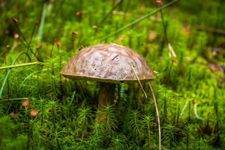 Edible boletus mushrooms are found in large numbers in early autumn in the forests and the Leningrad region.の写真素材