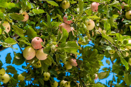 Ripe apples on city trees in early autumn in the courtyards and parks of Kronstadt.の写真素材