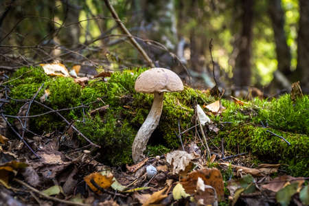 Russia, Saint Petersburg. Edible boletus mushrooms are found in large numbers in early autumn in the forests and the Leningrad region.の写真素材