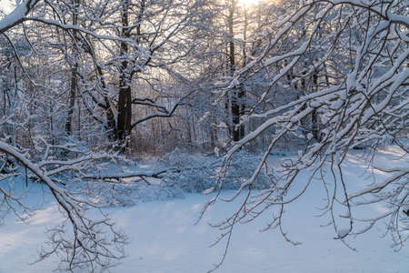 A frozen pond surrounded by a picturesque snow-covered forest.の写真素材
