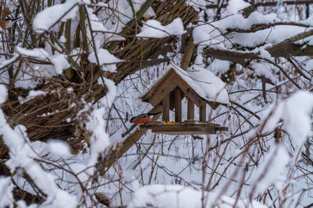 Russia. Kronstadt. A bird feeder in a winter snow-covered forest.の写真素材