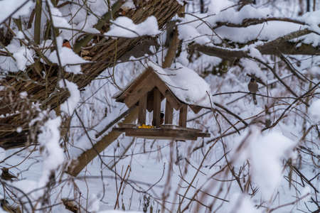 Russia. Kronstadt. A bird feeder in a winter snow-covered forest.の写真素材