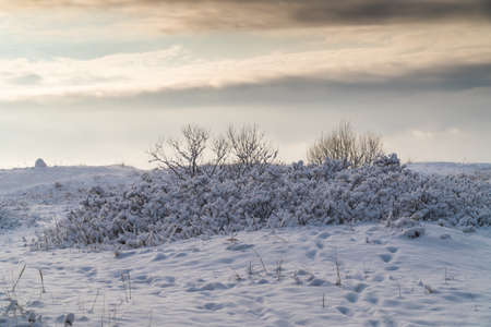 Russia. Unusual and picturesque bushes after a snowfall on the coast of the Gulf of Finland in Kronstadt.の写真素材