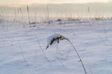 Russia. A grass spike on the southern bank of Kronstadt, covered with snow after a snowfall as a cap.の写真素材