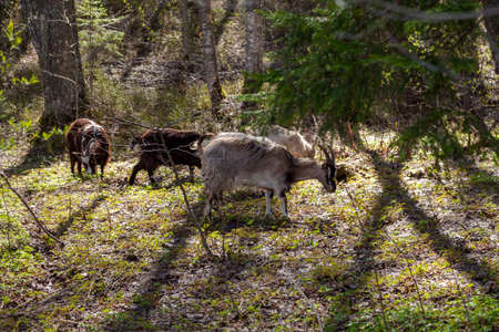 Russia. May 9, 2019. A herd of goats with small goats graze on a warm spring sunny day in the forest.の写真素材