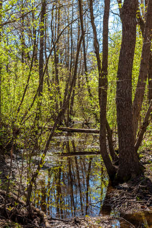 Russia. May 6, 2019. Picturesque dams formed in the spring forest with the onset of thaw and snowmelt.の写真素材