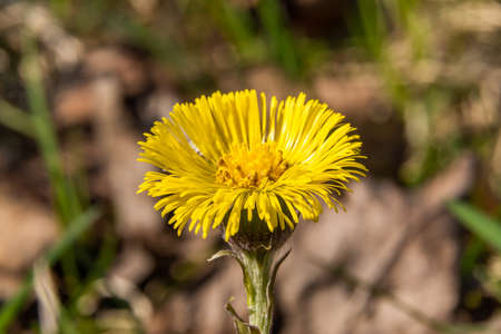Russia. April 28, 2021. Bright yellow mother-and-stepmother flowers are among the first to appear in early spring in the parks and squares of Kronstadt.の写真素材