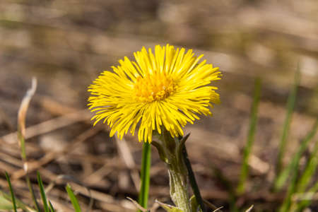 Russia. April 28, 2021. Bright yellow mother-and-stepmother flowers are among the first to appear in early spring in the parks and squares of Kronstadt.の写真素材