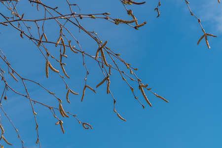 Russia. April 30, 2021. With the onset of spring heat in the parks and squares of Kronstadt, catkins appeared on the birches - these are not yet blooming leaves.の写真素材