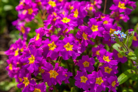 Russia. May 16, 2019. In May, the first primrose flowers bloomed in the flower beds of Kronstadt.の写真素材