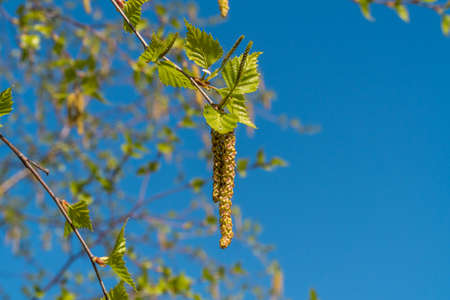 Russia. May 1, 2021. Young juicy leaves appeared on birch branches in parks and squares of...