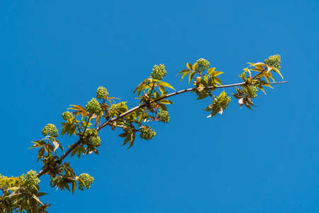 Russia. May 1, 2021. Young green-red leaves and elderberry shoots with the onset of heat bloomed in...