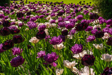 Russia. May 19, 2021. With the approach of summer, bright colorful tulips bloomed in the flower beds and lawns of the city courtyards of Kronstadt.の写真素材