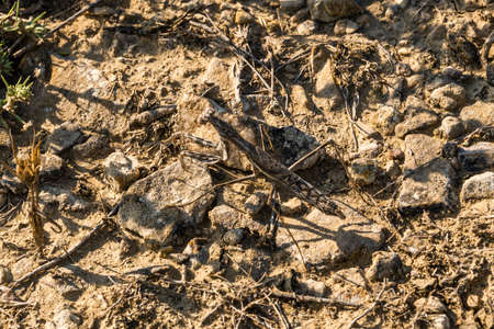 A large mantis in a sandy color on the stony soil of Mount Alchak in the city of Sudak.の写真素材