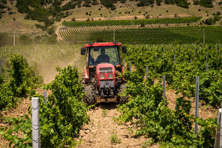 The Republic of Crimea. July 16, 2021. A tractor weeds the land along the vineyards near the town of...
