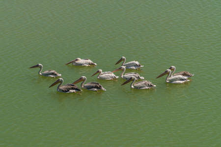 A flock of large pelicans swim freely in a large artificial pond of the Taigan Lion Park in the city of Belogorsk.の写真素材
