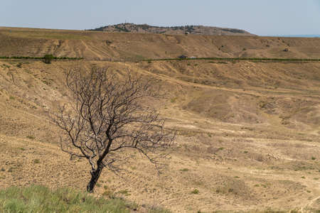 A lonely dry tree on the edge of a natural quarry near the vineyards of the Sunny Valley plant, located near the town of Sudak.の写真素材
