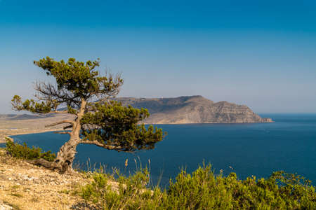 A small lonely twisted tree on the slope of Mount Alchak in Sudak against the background of the Black Sea coast.の写真素材