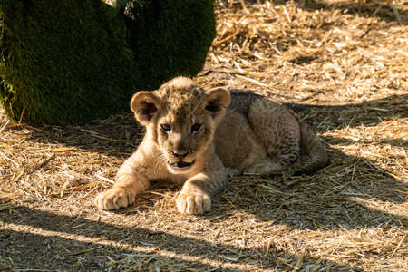 A small funny lion cub lazily lies on the grass in the aviary of the Taigan Lions Park in the city of Belogorsk.の写真素材