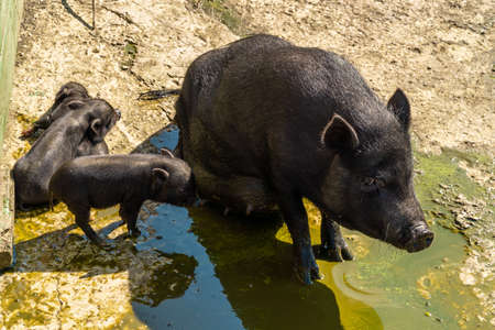 An adult black pig feeds her little piglets.の写真素材