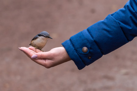 Russia. November 7, 2021. In the Petrodvorets Park, the common nuthatch bird pecks millet from a human hand.の写真素材