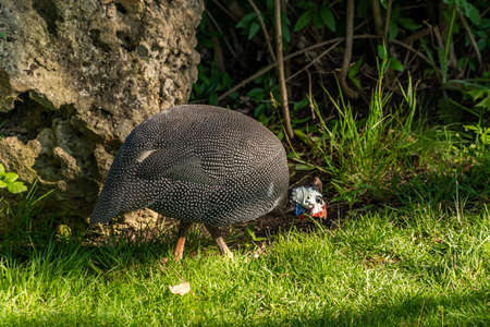 The Republic of Crimea. the city of Belogorsk. July 17, 2021. Domestic guinea fowls in the park for lions Taiganの写真素材
