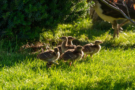 Small peacocks walk freely in the park on the grass.の写真素材