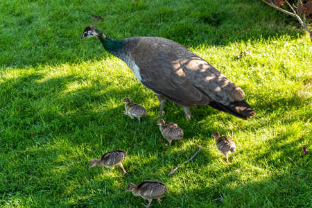 A female peacock with small peacocks walks in the park.の写真素材