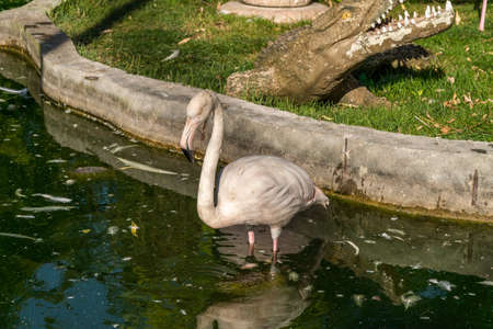 The Republic of Crimea. the city of Belogorsk. July 17, 2021. Pink flamingos in the poultry yard in the Taigan Lion Park.の写真素材