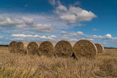 Russia. Gatchinsky district of the Leningrad region. August 28, 2021. The hay is collected in rolls...