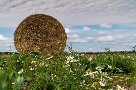 Russia. Gatchinsky district of the Leningrad region. August 28, 2021. The hay is collected in rolls...