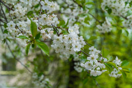Russia. Kronstadt May 19, 2021. Bright white flowers bloomed on the cherries.