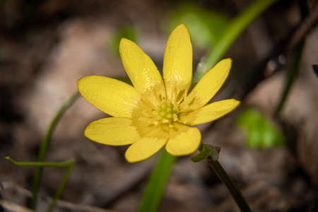 Russia. Kronstadt. May 9, 2020. With the onset of heat, fresh yellow buttercup flowers bloomed in...