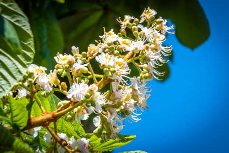 Russia. Kronstadt. May 27, 2020. Lush chestnut flowers bloomed on trees in the city park.の写真素材