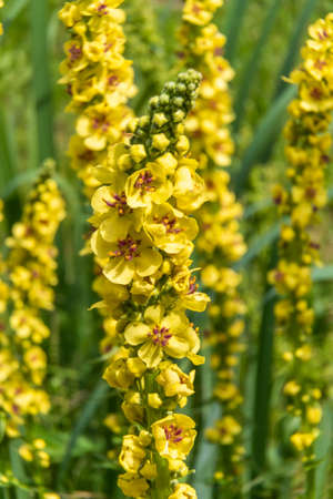 Russia. Kirishi city. July 4, 2020. The tall bright yellow-red flowers of the black mullein bloomed on tall stems in the meadows and fields of the Leningrad region.の写真素材