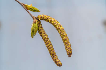 Russia. May 2, 2022. Young birch leaves in parks and squares of Kronstadt.の写真素材
