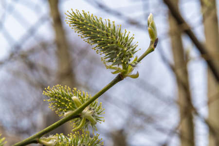 Russia. May 2, 2022. Young willow shoots in parks and squares of Lomonosov.