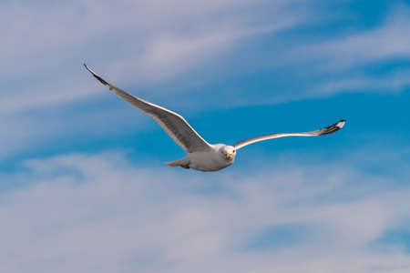 Russia. Leningrad region. May 29, 2022. Lake seagull, filmed in flight.