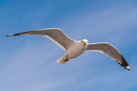Russia. Leningrad region. May 29, 2022. Lake seagull, filmed in flight.の写真素材