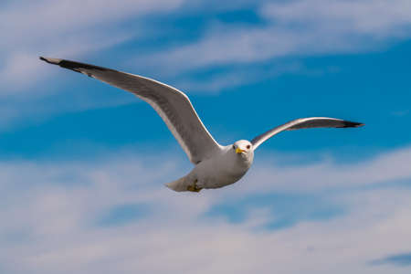 Russia. Leningrad region. May 29, 2022. Lake seagull, filmed in flight.の写真素材