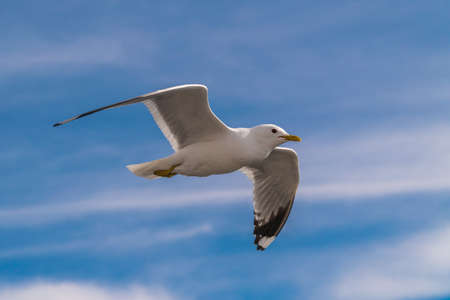 Russia. Leningrad region. May 29, 2022. Lake seagull, filmed in flight.の写真素材