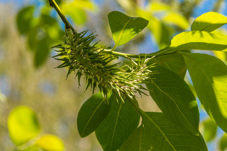 New young shoots appeared on the willows.の写真素材
