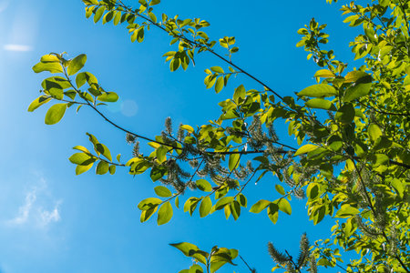 New young shoots appeared on the willows.の写真素材