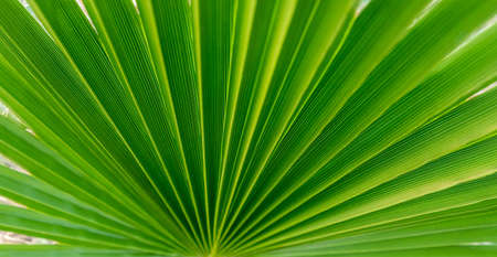 Green palm leaf close-up. The texture of the sheet. A homemade palm tree. Symmetrical rays radiating radially from the center of the sheet.の写真素材