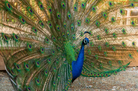 Portrait of beautiful peacock with feathers out. The peacock fluffed his tailの写真素材