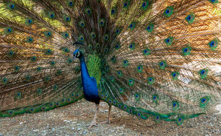 Portrait of beautiful peacock with feathers out. The peacock fluffed his tailの写真素材