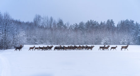 Group of deers on a snowy field in winter, Finland.の写真素材