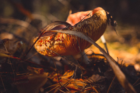 Fly agaric in the autumn forest. Selective focus.